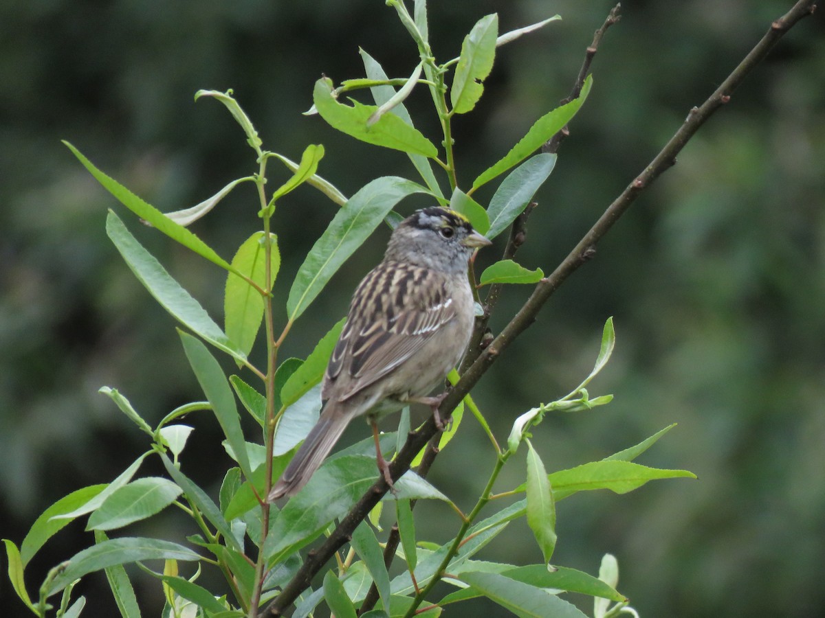 White-crowned x Golden-crowned Sparrow (hybrid) - ML617833865