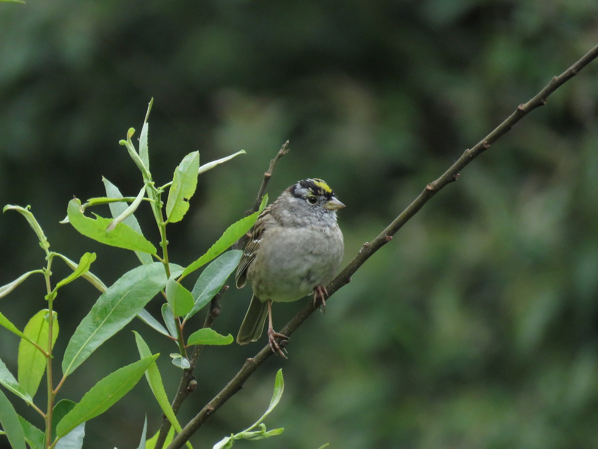 White-crowned x Golden-crowned Sparrow (hybrid) - ML617833866