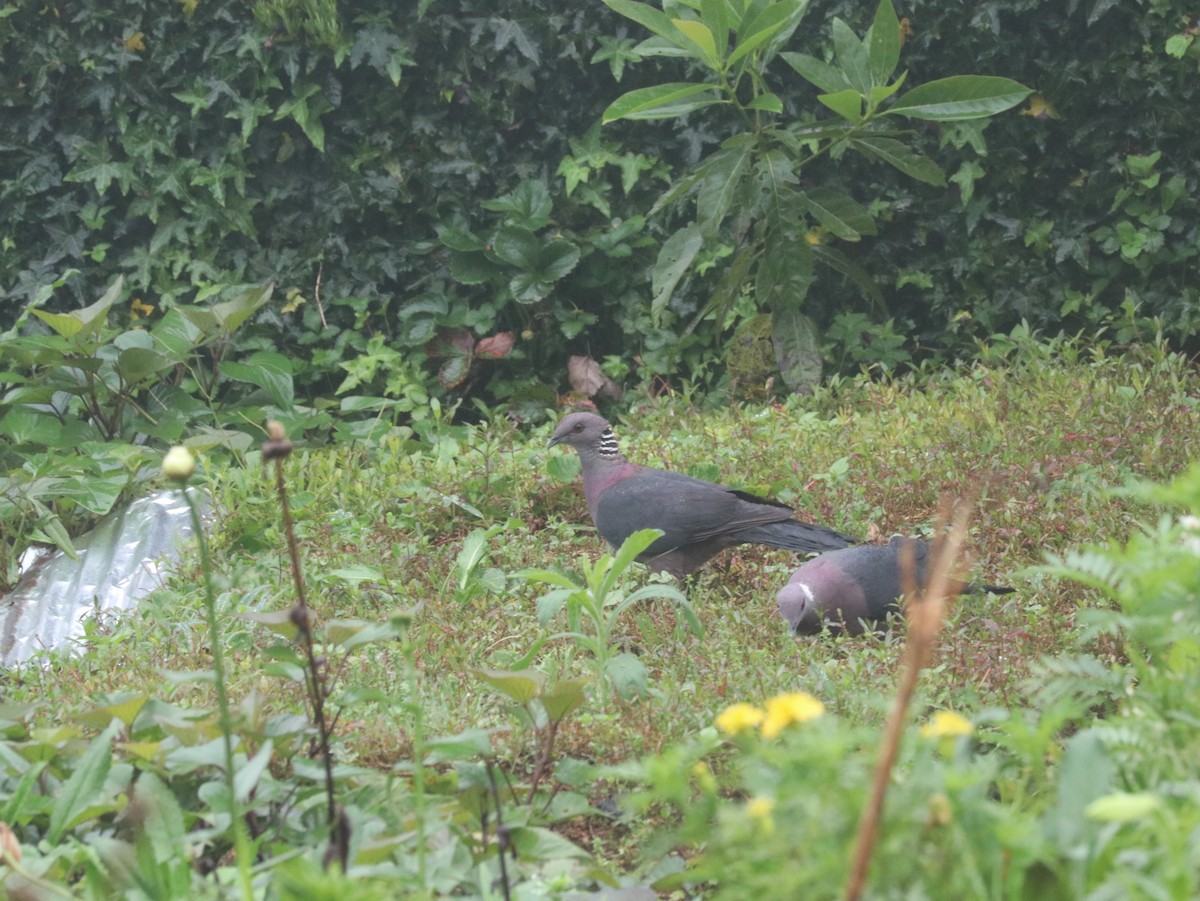 Sri Lanka Wood-Pigeon - ML617833889