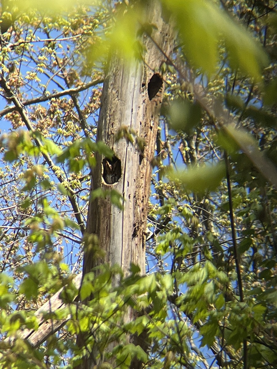 eBird Checklist 23 Apr 2024 The GlensPompton Plains 16 species