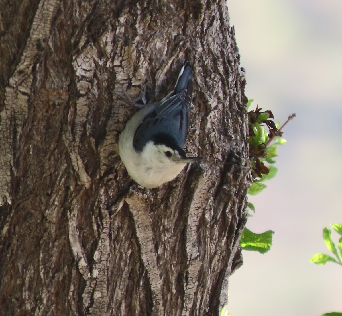 White-breasted Nuthatch - ML617833959