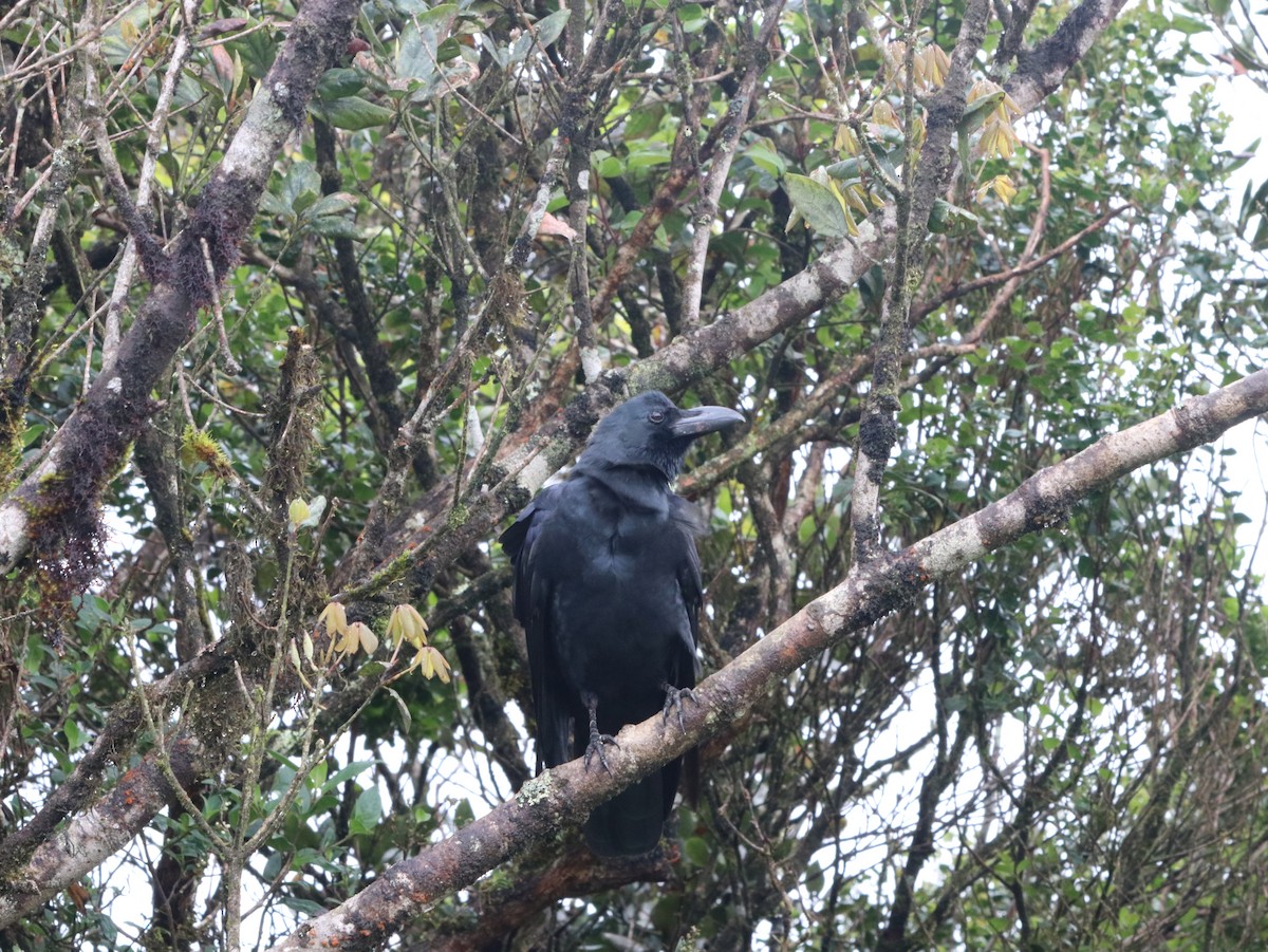 Large-billed Crow - ML617833981