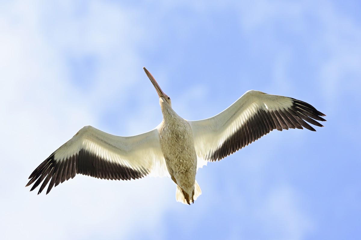 American White Pelican - Yves Darveau