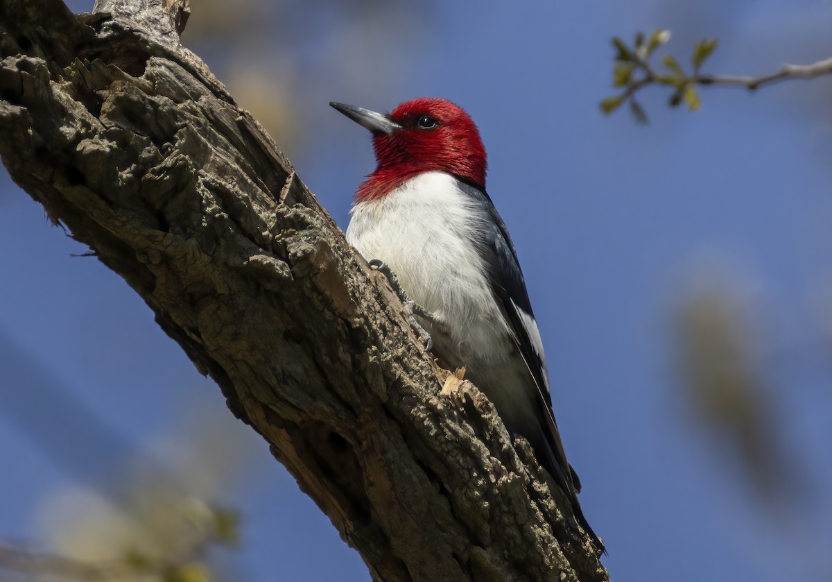 Red-headed Woodpecker - ML617834014