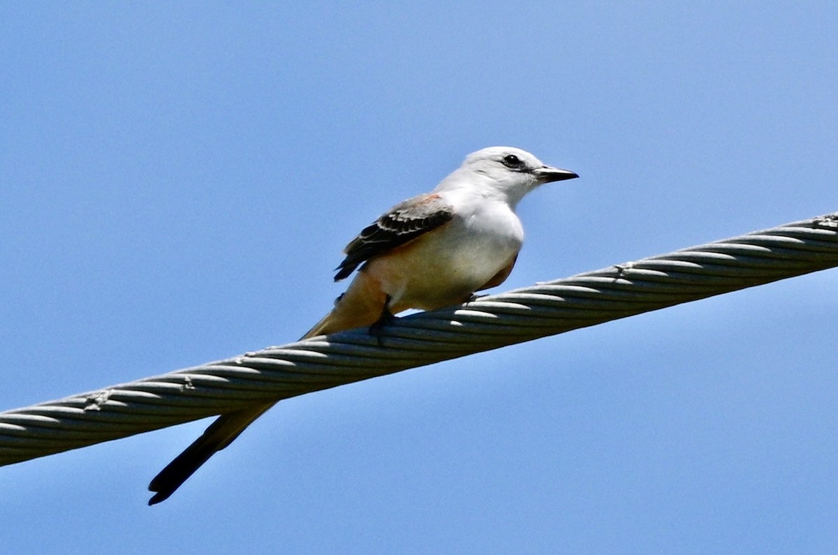 Scissor-tailed Flycatcher - Yves Darveau