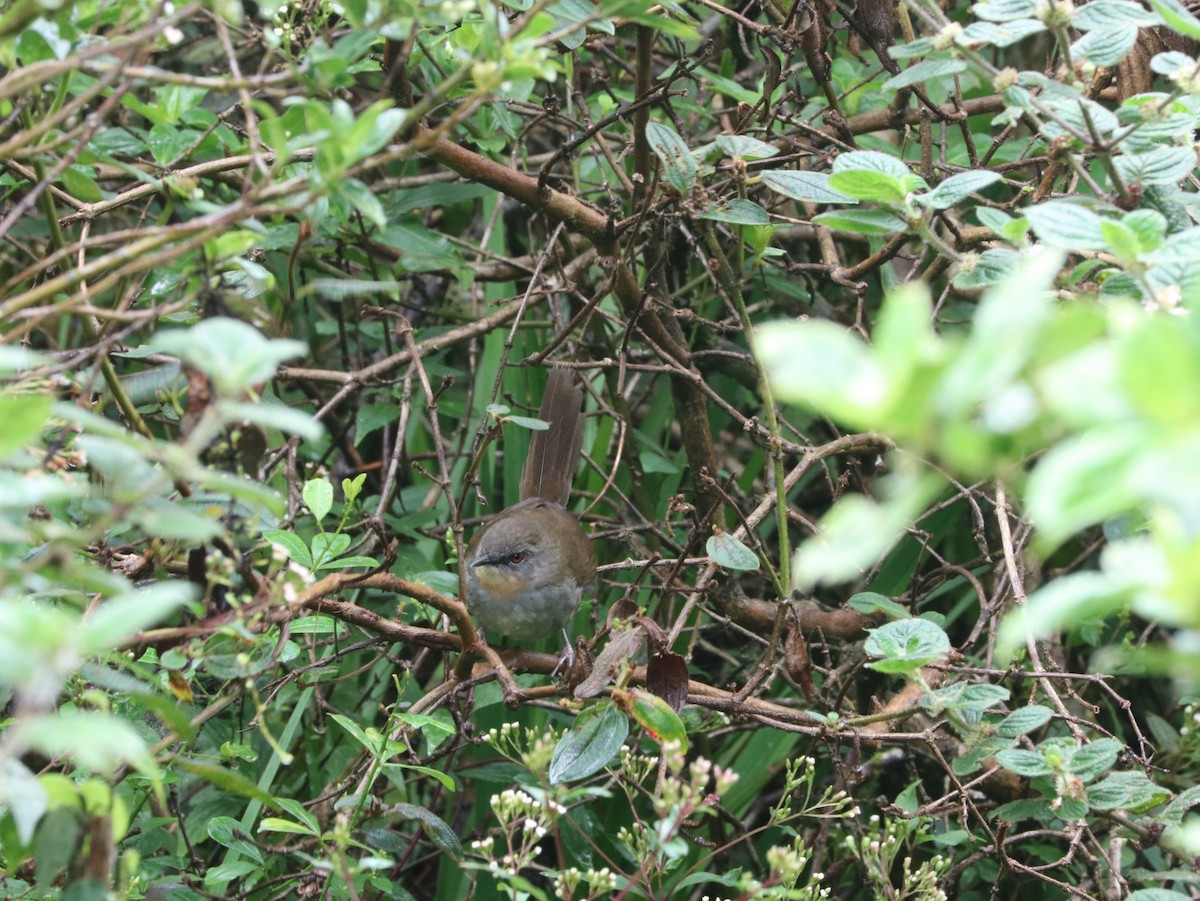 Sri Lanka Bush Warbler - ML617834038