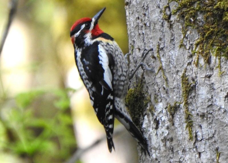 Red-naped Sapsucker - Andy Frank