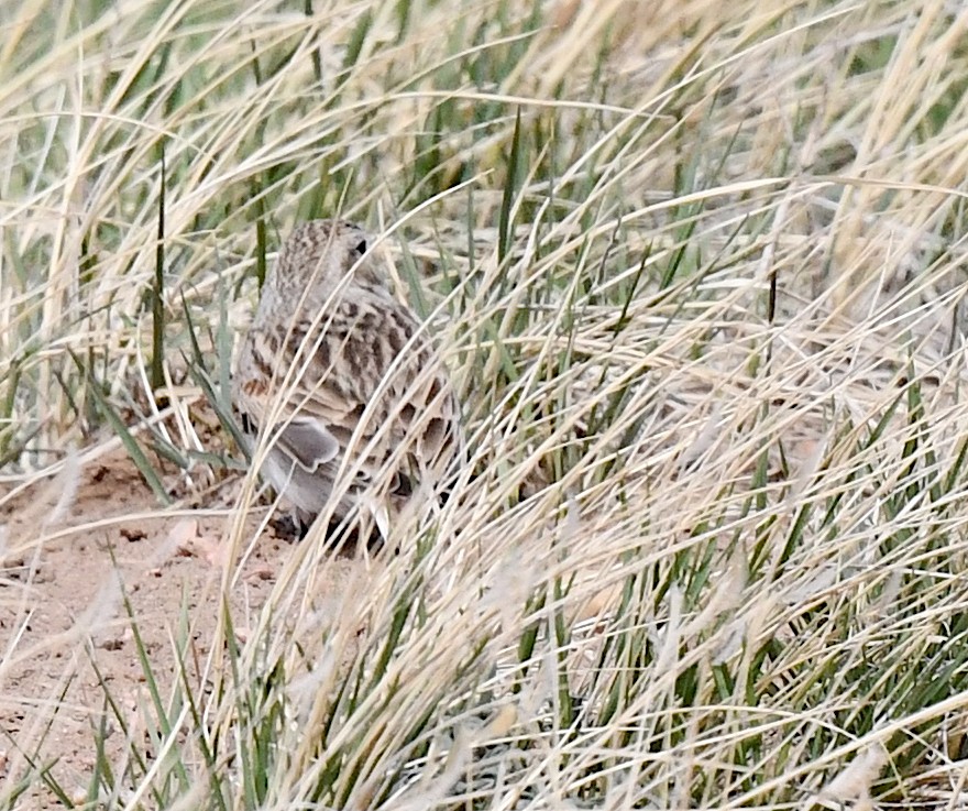 Thick-billed Longspur - ML617834073