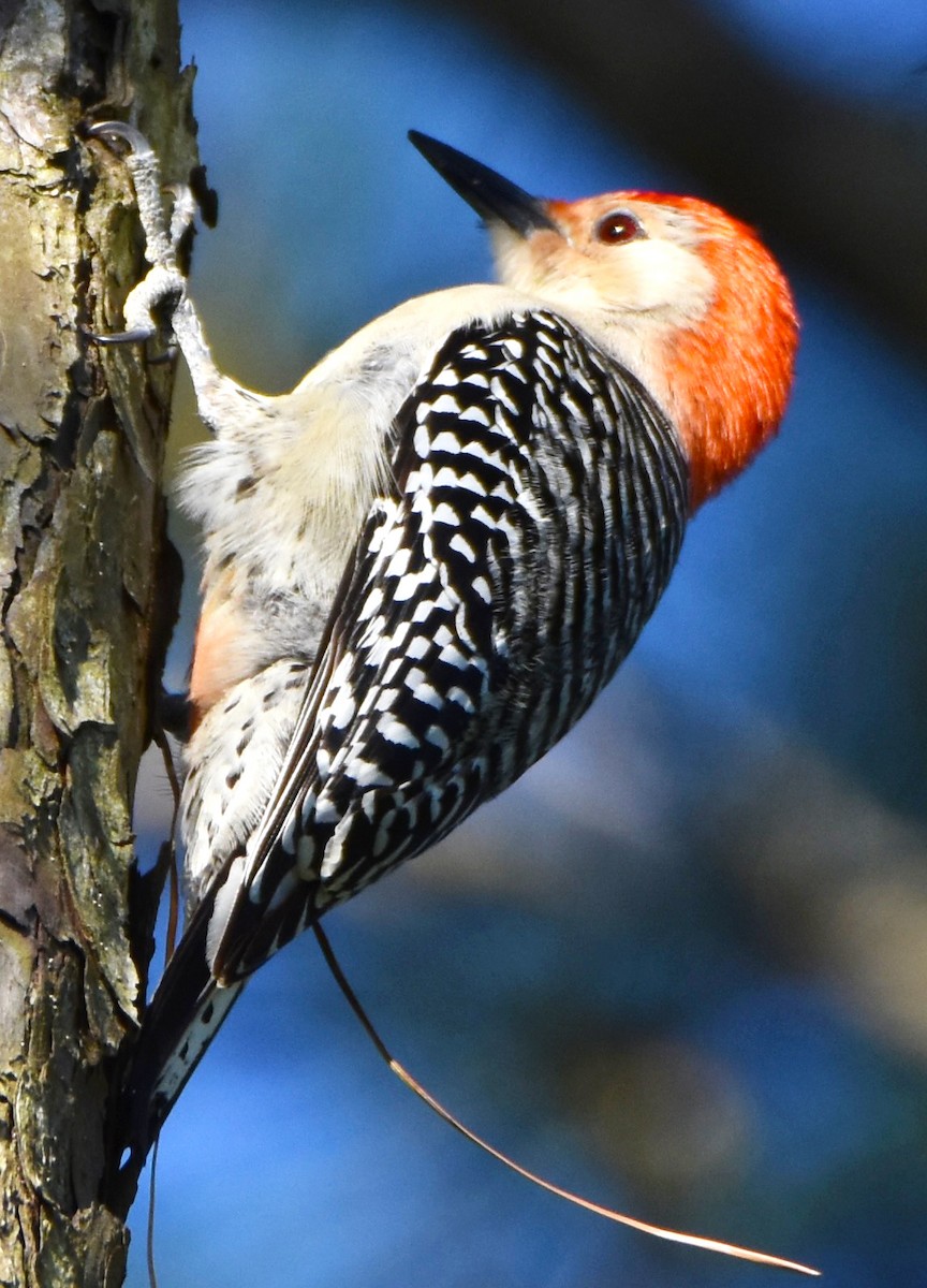 Red-bellied Woodpecker - ML617834125