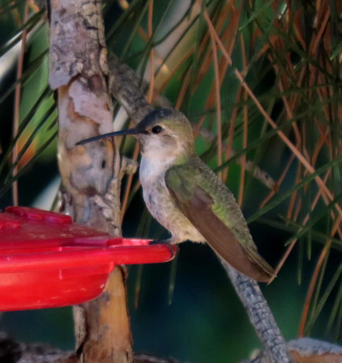 Costa's Hummingbird - ML617834174