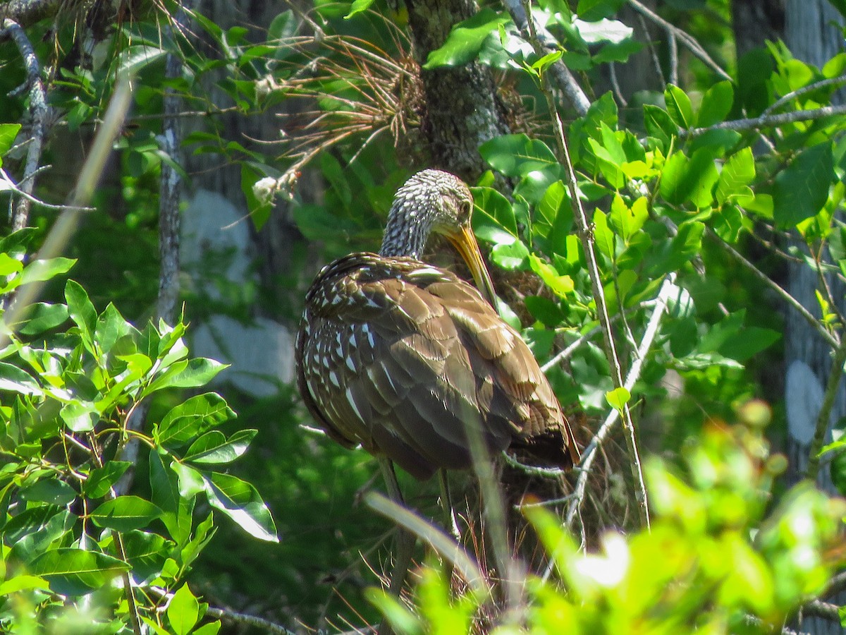Limpkin (Speckled) - Anonymous