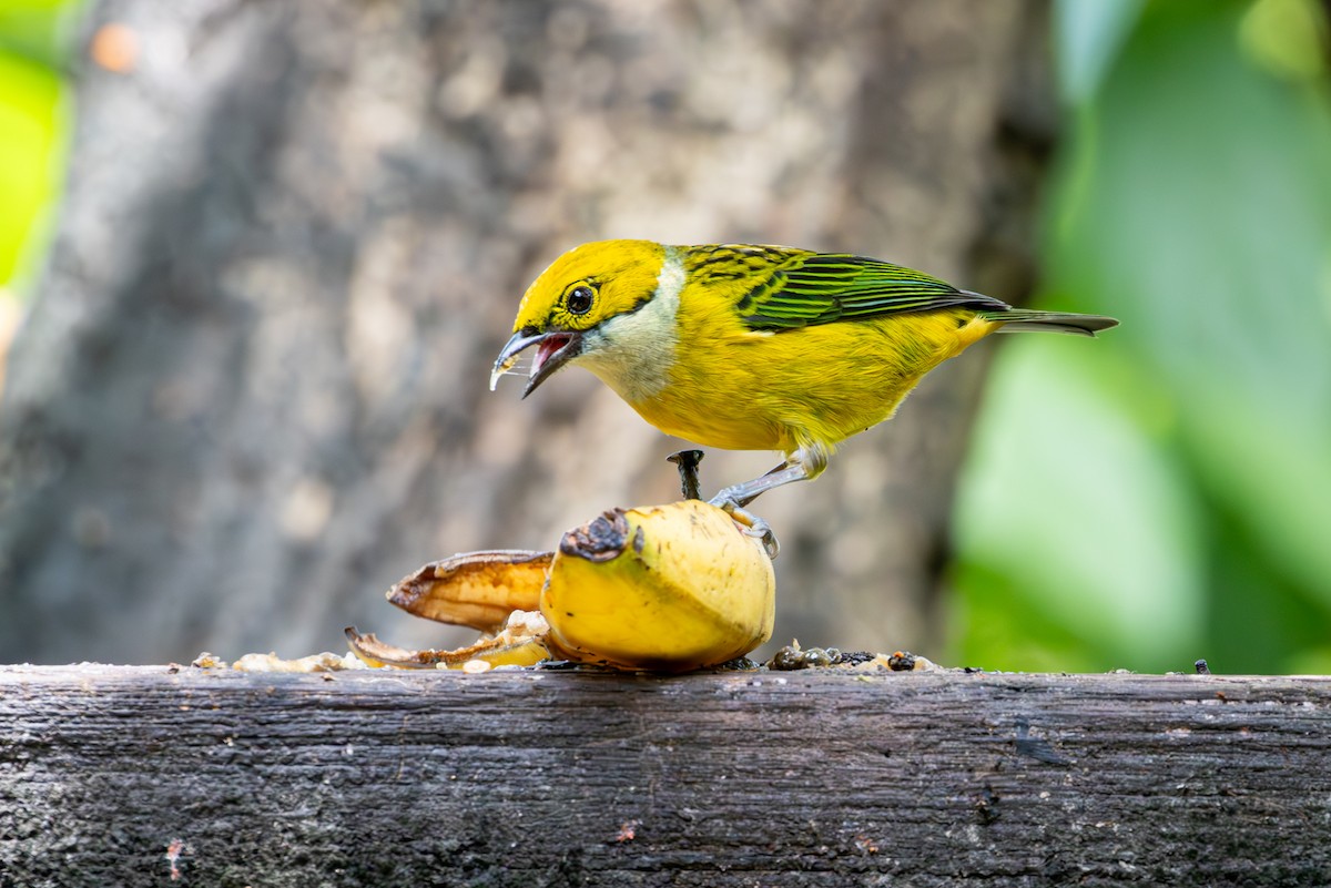 Silver-throated Tanager - ML617834213