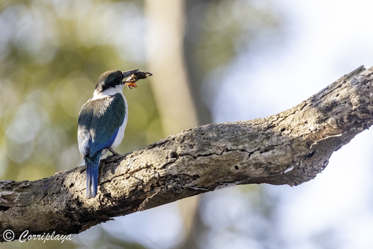 Torresian Kingfisher - Fernando del Valle