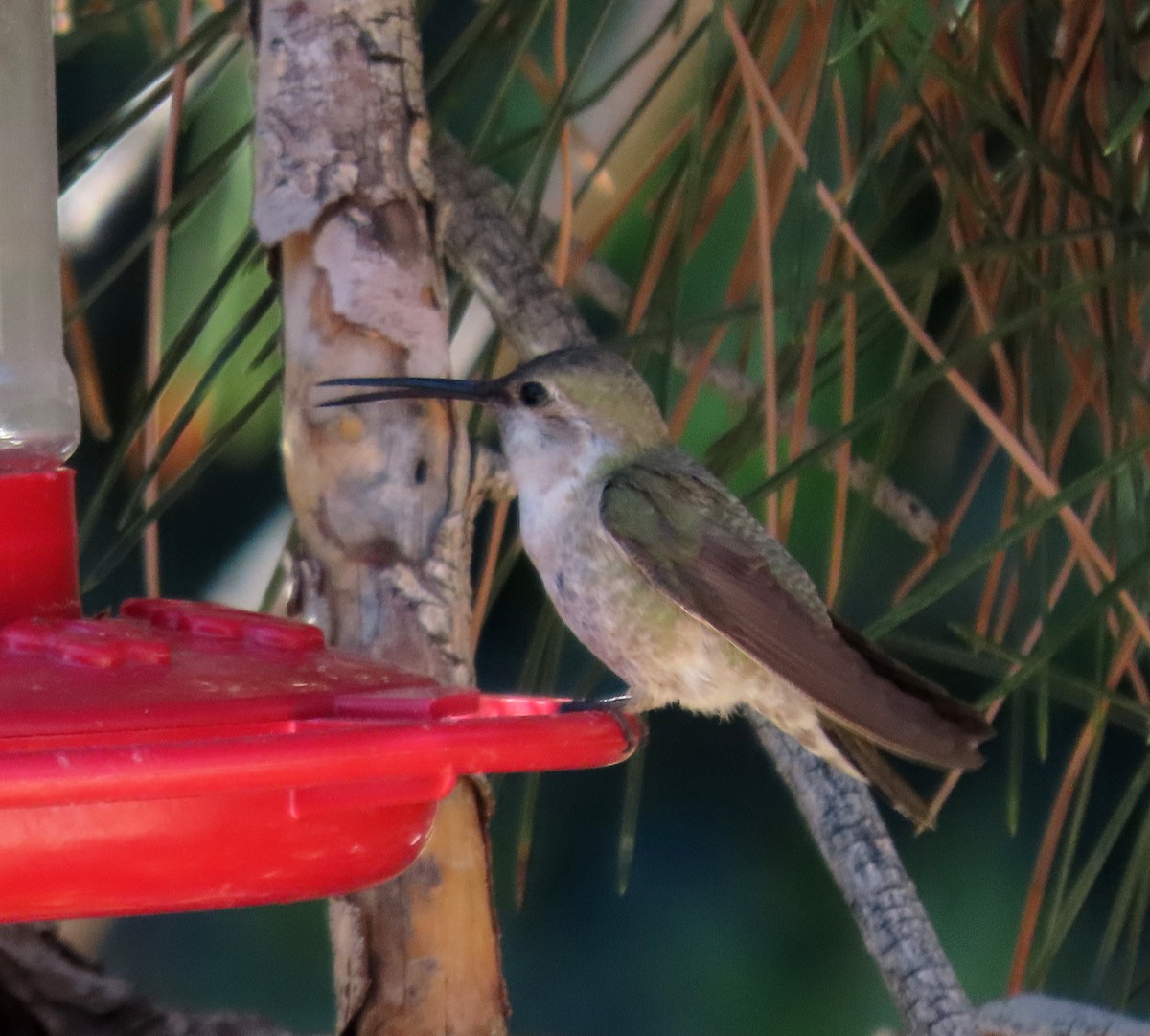 Costa's Hummingbird - ML617834239