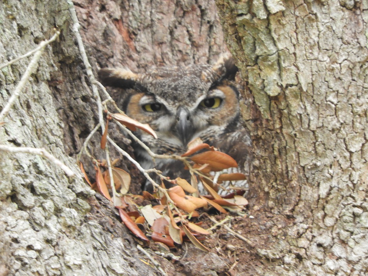 Great Horned Owl - Michelle Romedy