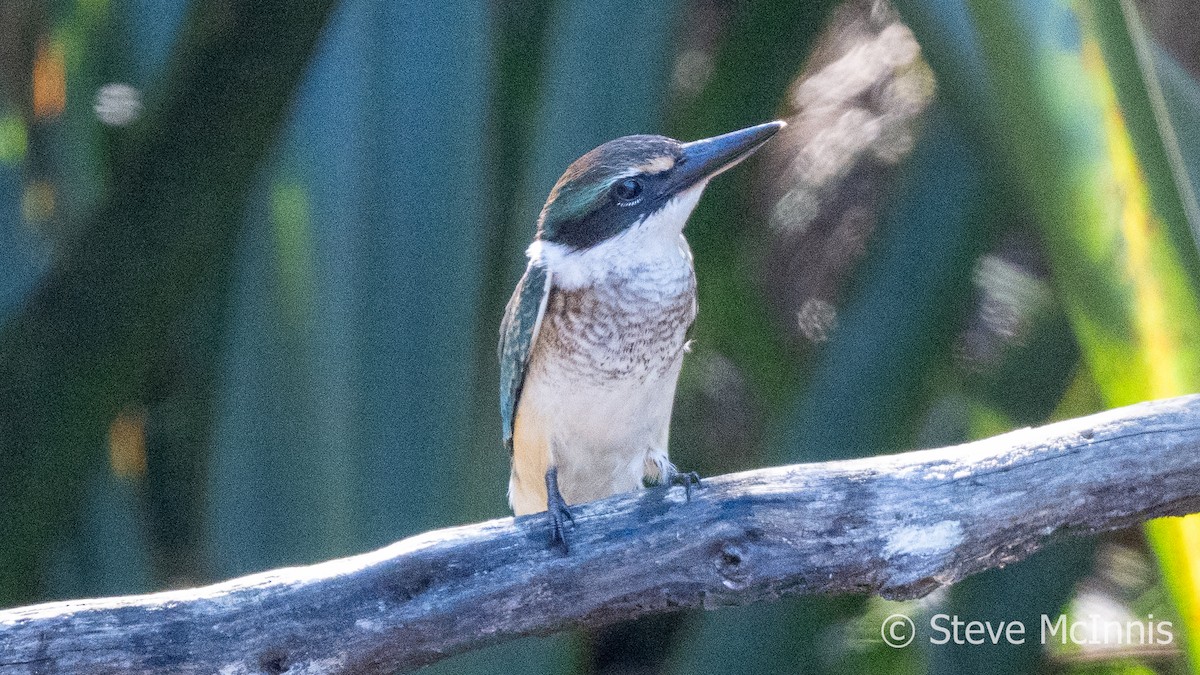 Sacred Kingfisher (New Zealand) - ML617834292