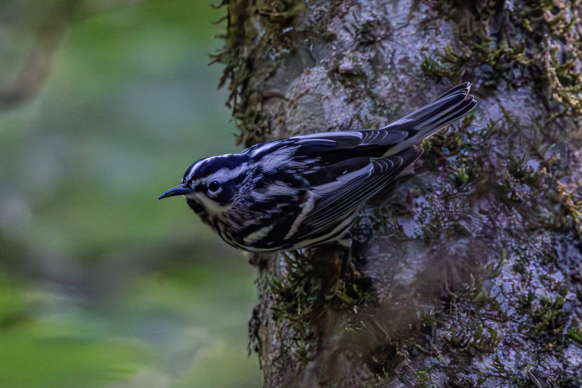 Black-and-white Warbler - ML617834295
