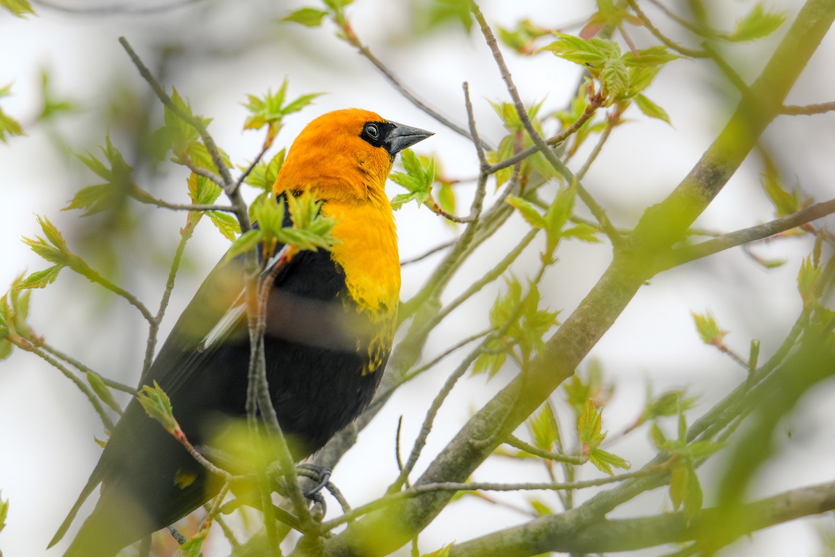 Yellow-headed Blackbird - Collin Porter