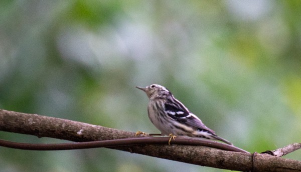 Black-and-white Warbler - ML617834337