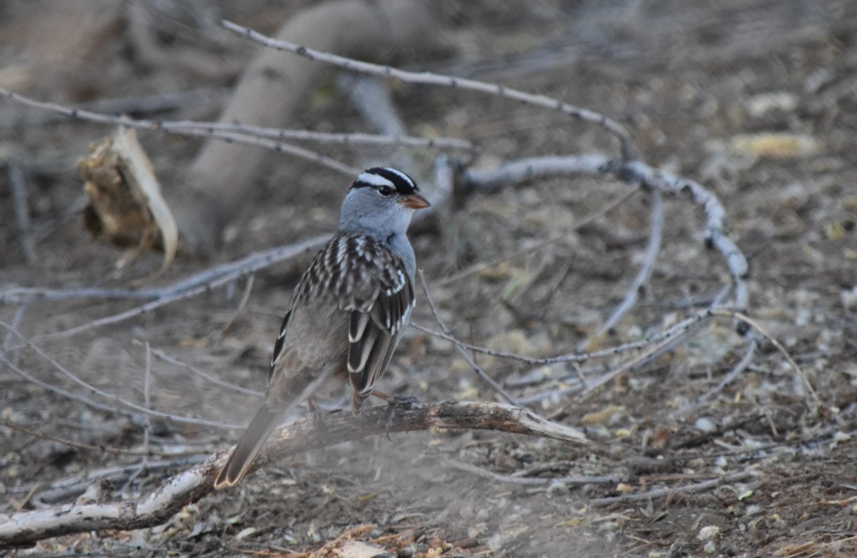 White-crowned Sparrow (Dark-lored) - ML617834371
