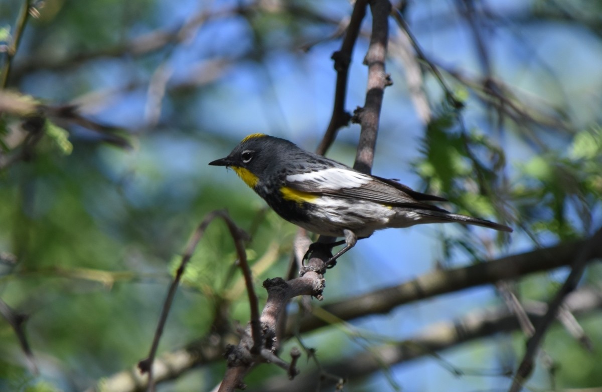 Yellow-rumped Warbler (Audubon's) - ML617834397