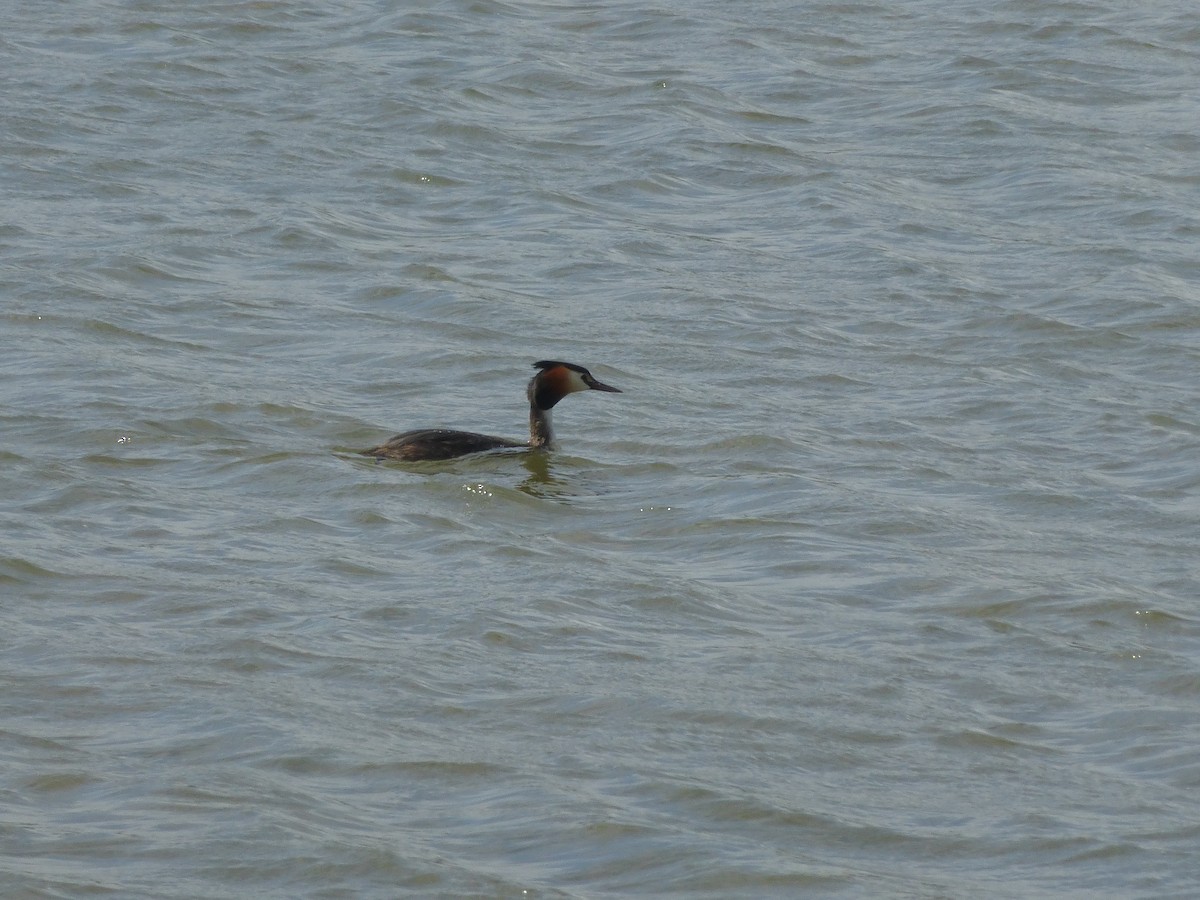 Great Crested Grebe - ML617834412