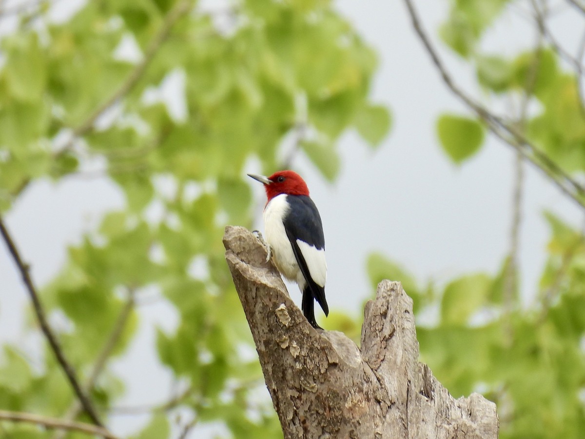 Red-headed Woodpecker - ML617834413