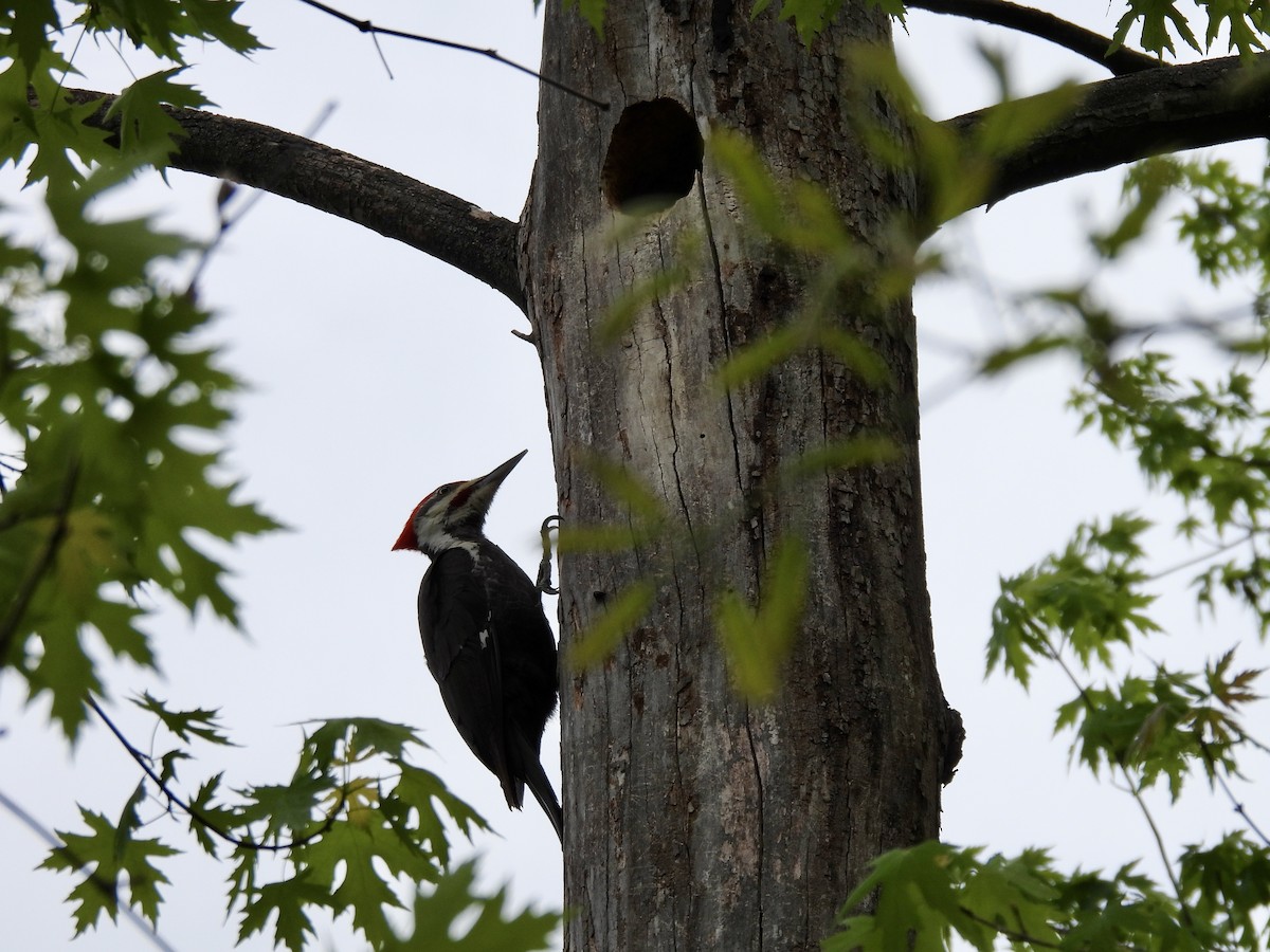 Pileated Woodpecker - Pat  Lueders