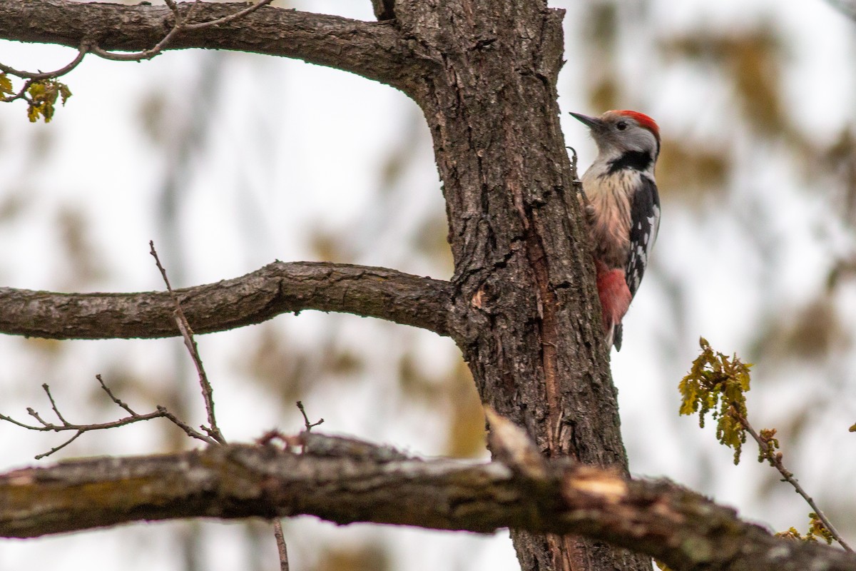 Middle Spotted Woodpecker - ML617834478