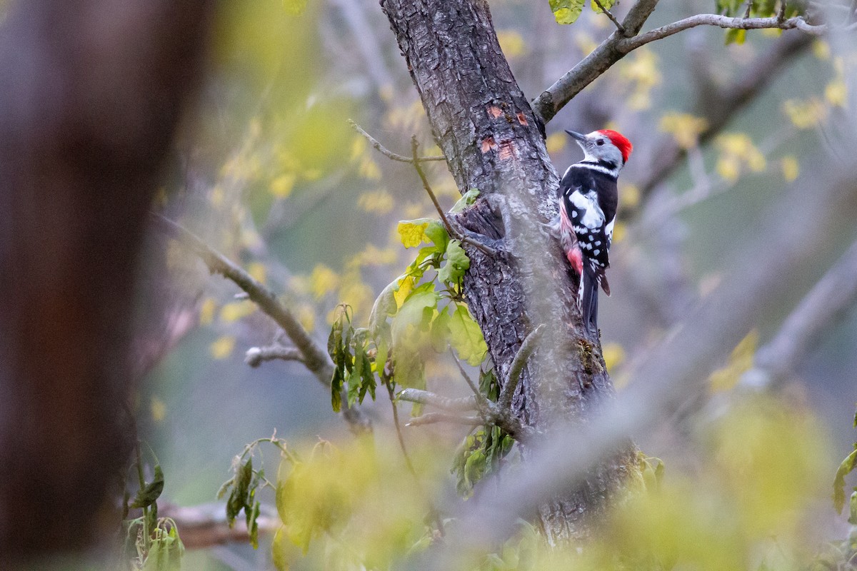 Middle Spotted Woodpecker - ML617834479