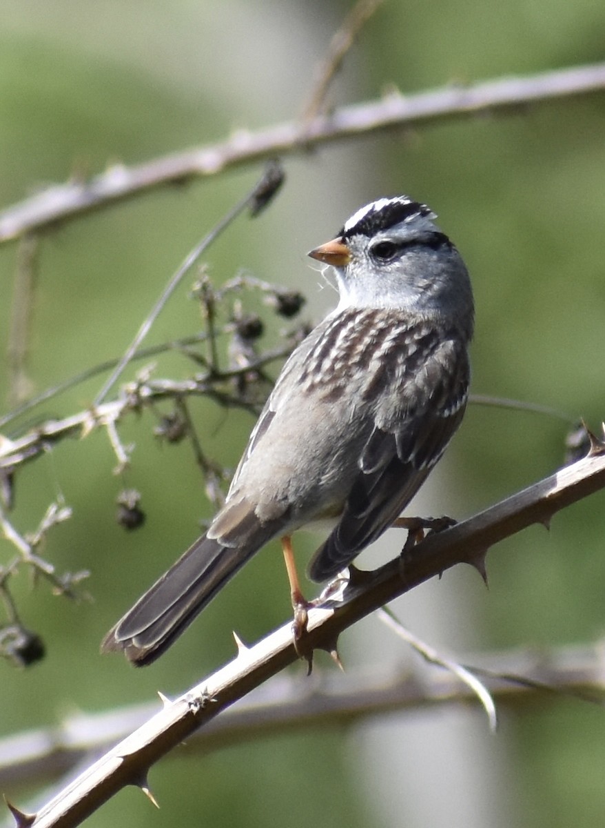 White-crowned Sparrow (Gambel's) - John S Powell