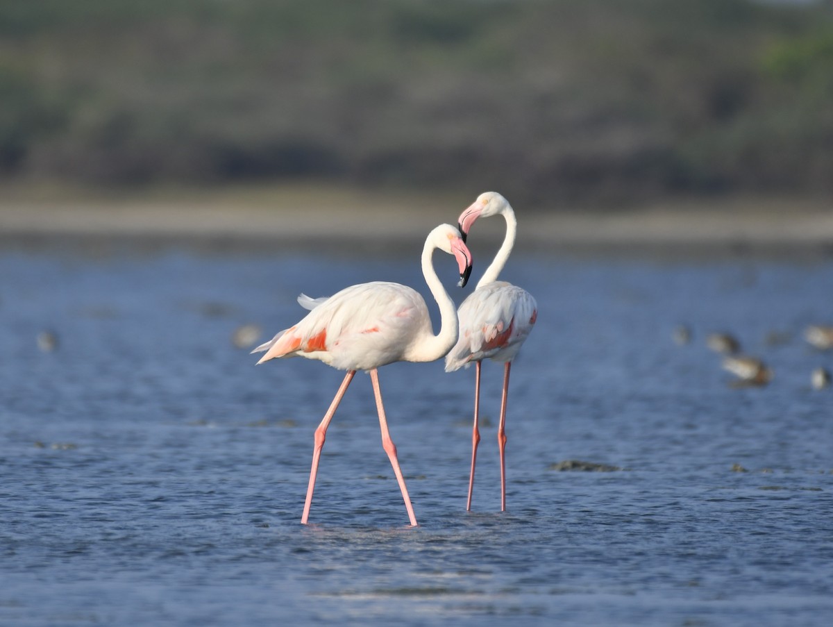 Greater Flamingo - Anandhamohana Mona