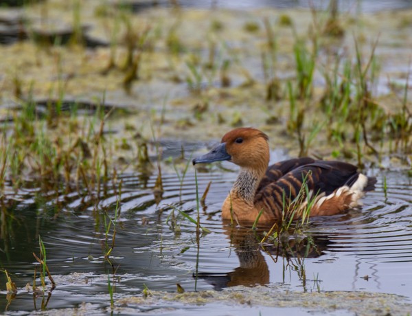 Fulvous Whistling-Duck - ML617834615