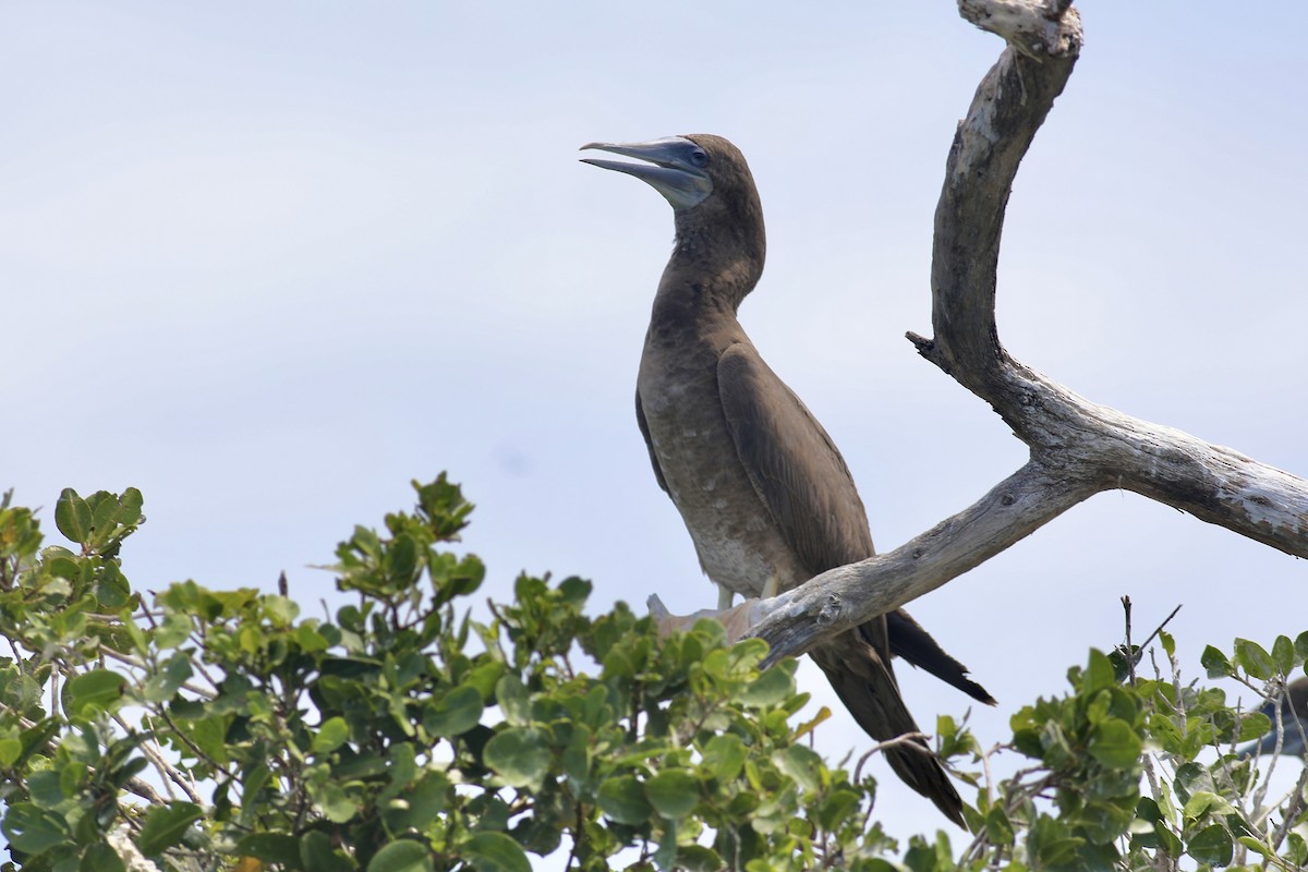 Brown Booby - ML617834631