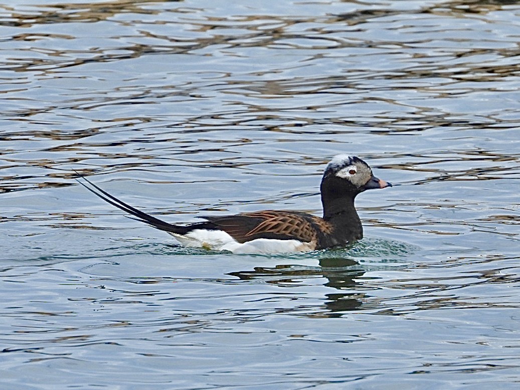 Long-tailed Duck - Rosanne Petrich