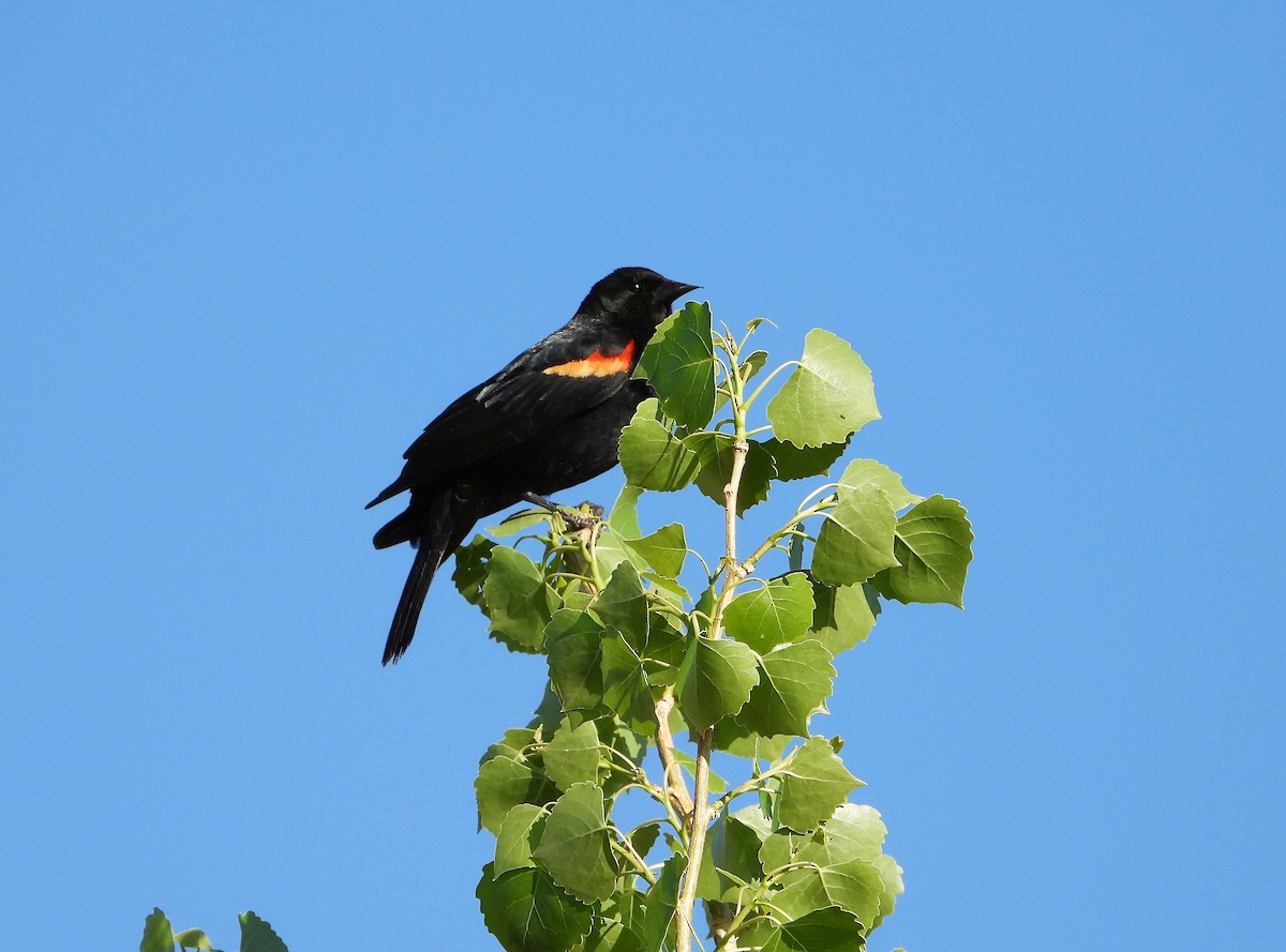 Red-winged Blackbird - Lori Shuler