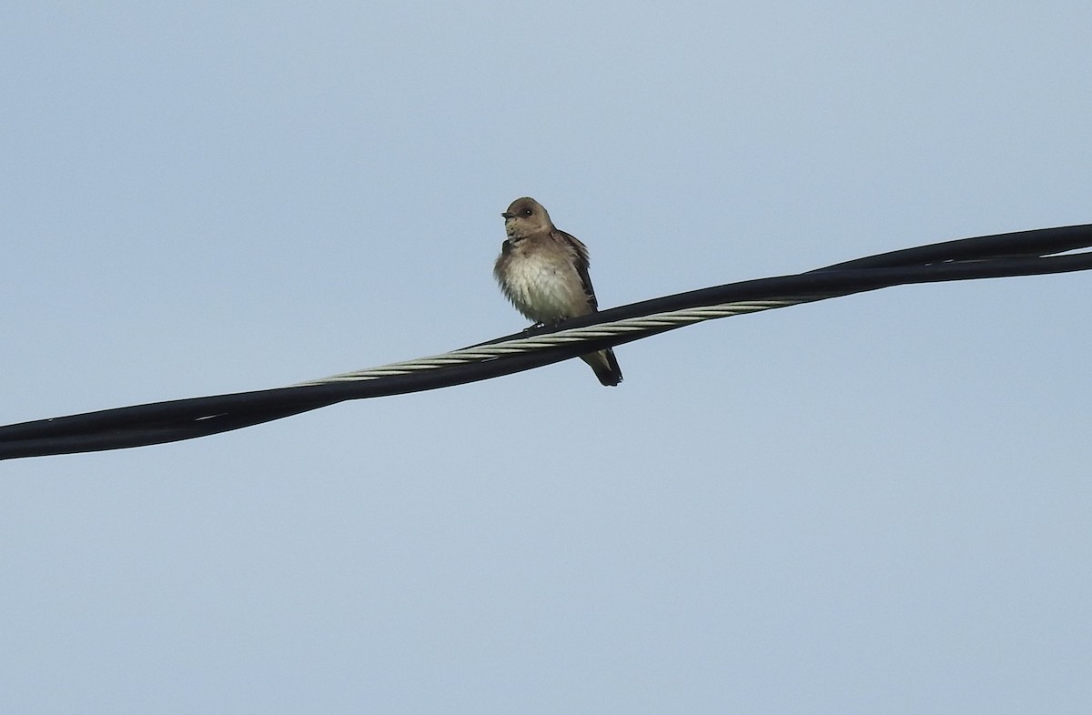 Northern Rough-winged Swallow - ML617834738