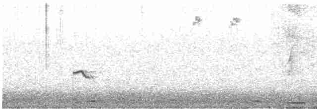 Little Ringed Plover - ML617834749