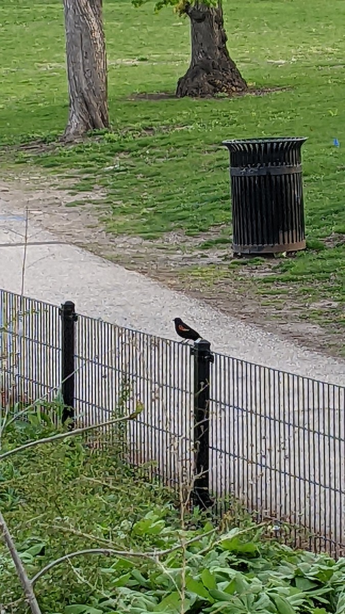 Red-winged Blackbird - ML617834761