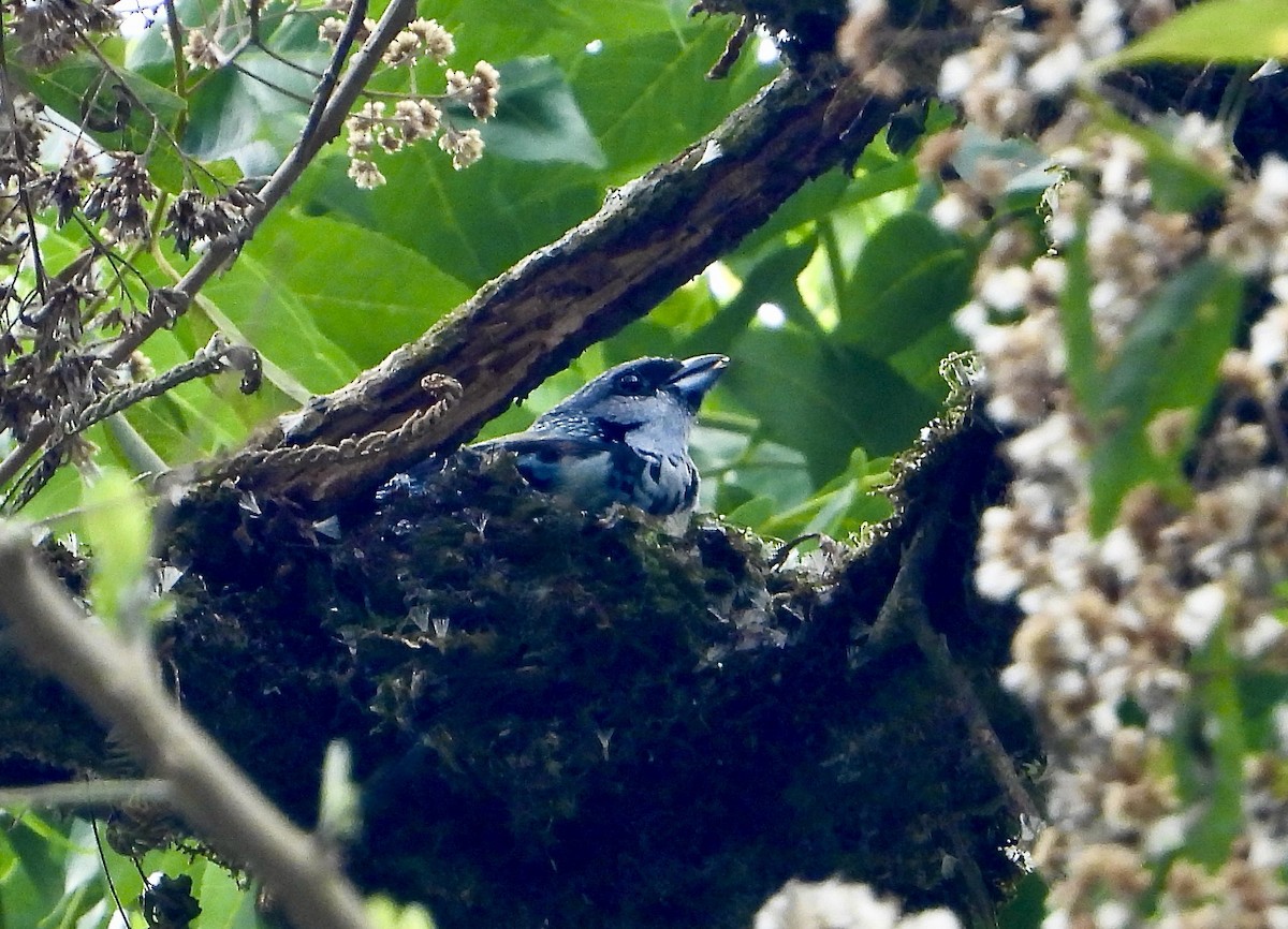 Azure-rumped Tanager - ML617834762