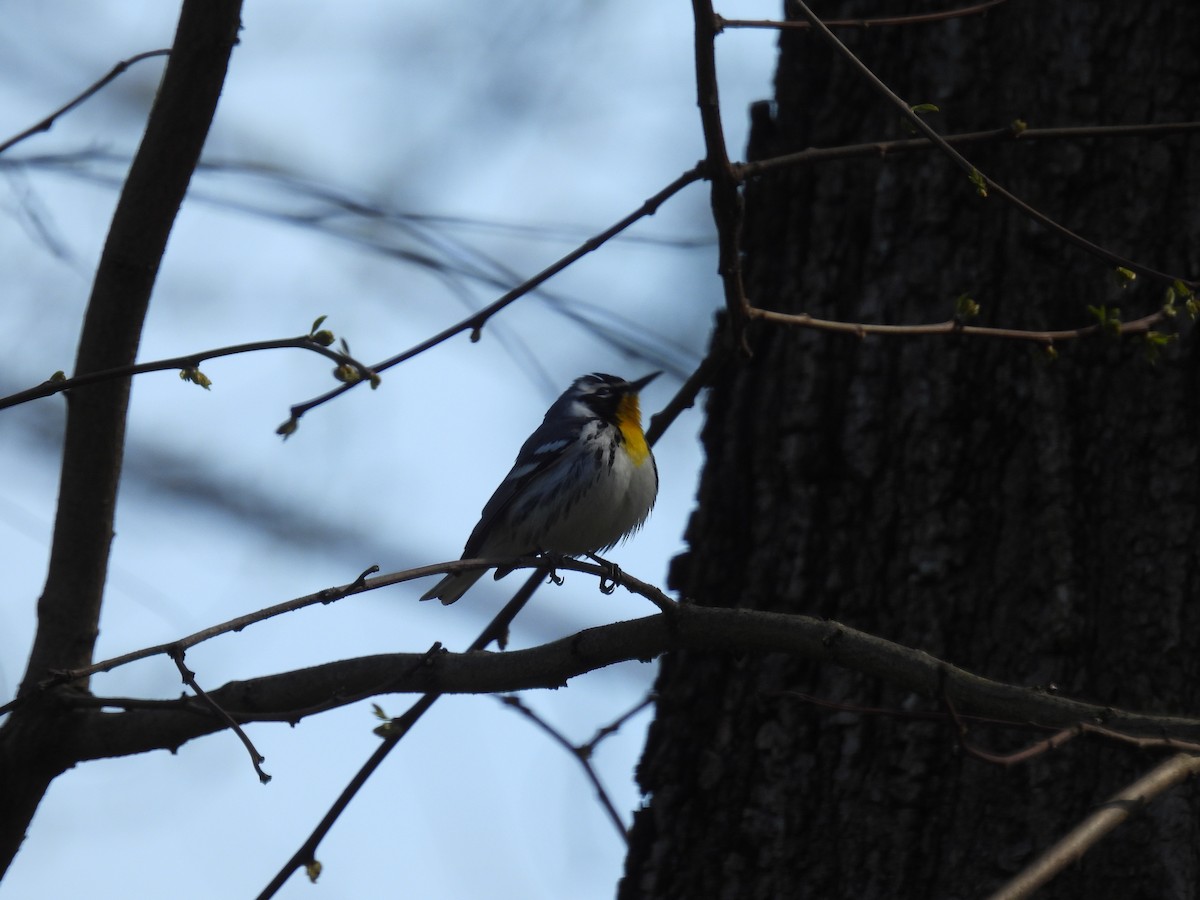 Yellow-throated Warbler - ML617834924