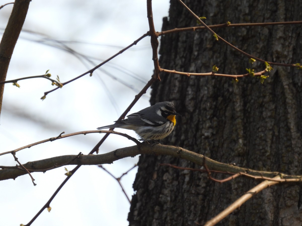 Yellow-throated Warbler - ML617834929
