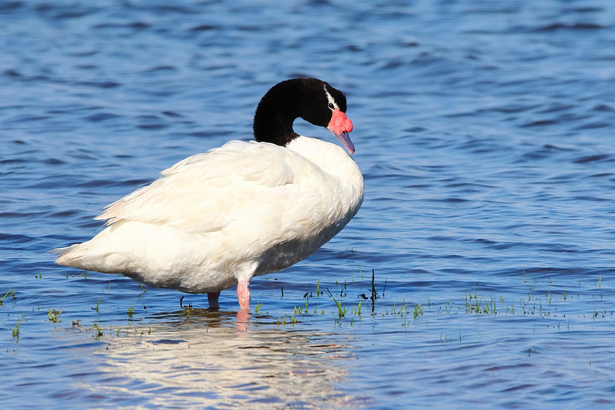 Black-necked Swan - ML617834942