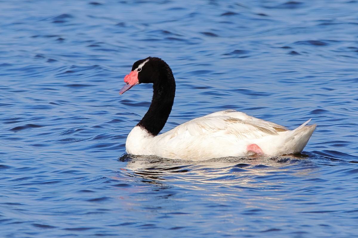 Black-necked Swan - ML617834951