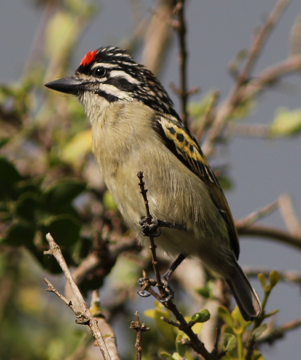 Red-fronted Tinkerbird - ML617834961