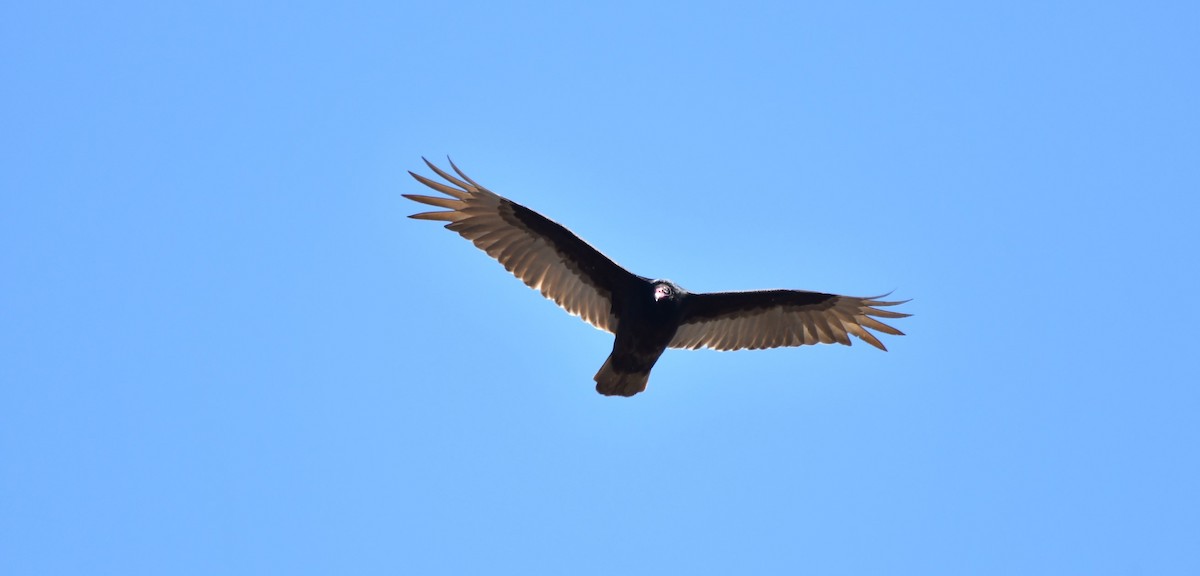 Turkey Vulture - ML617834974