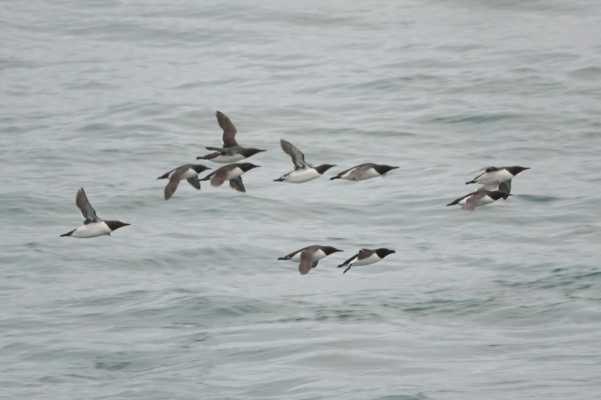 Common Murre - Ray Scally