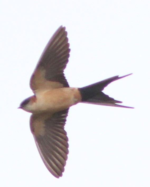 Red-rumped Swallow (Red-rumped) - ML617834983