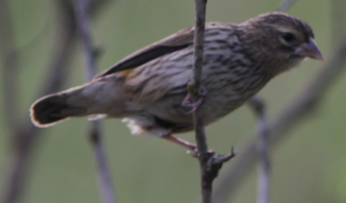 Streaky Seedeater - Rich Hoyer