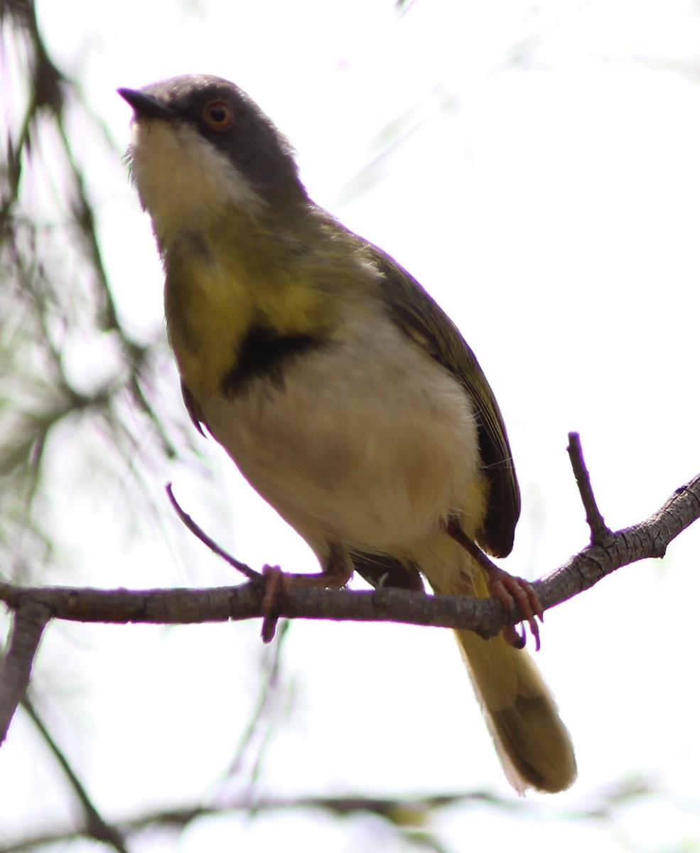 Yellow-breasted Apalis - ML617834992